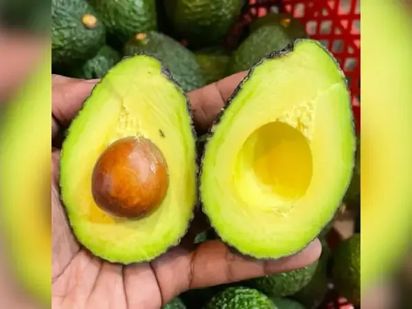 alpukat Hass adalah