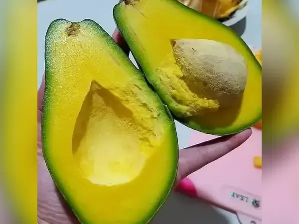 alpukat Mentega