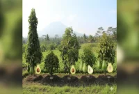 bibit alpukat terbaik