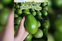 review-alpukat-mentega review alpukat Mentega