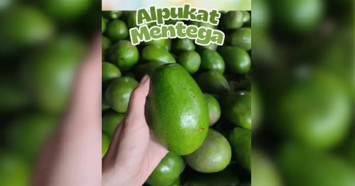 review alpukat Mentega